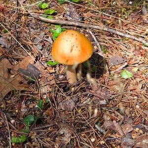 Meet your Posher, Nonnie